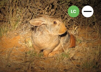 Protected: Smith’s Red Rock Hare