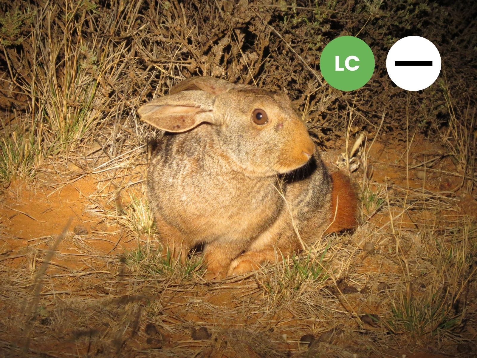 Protected: Smith’s Red Rock Hare