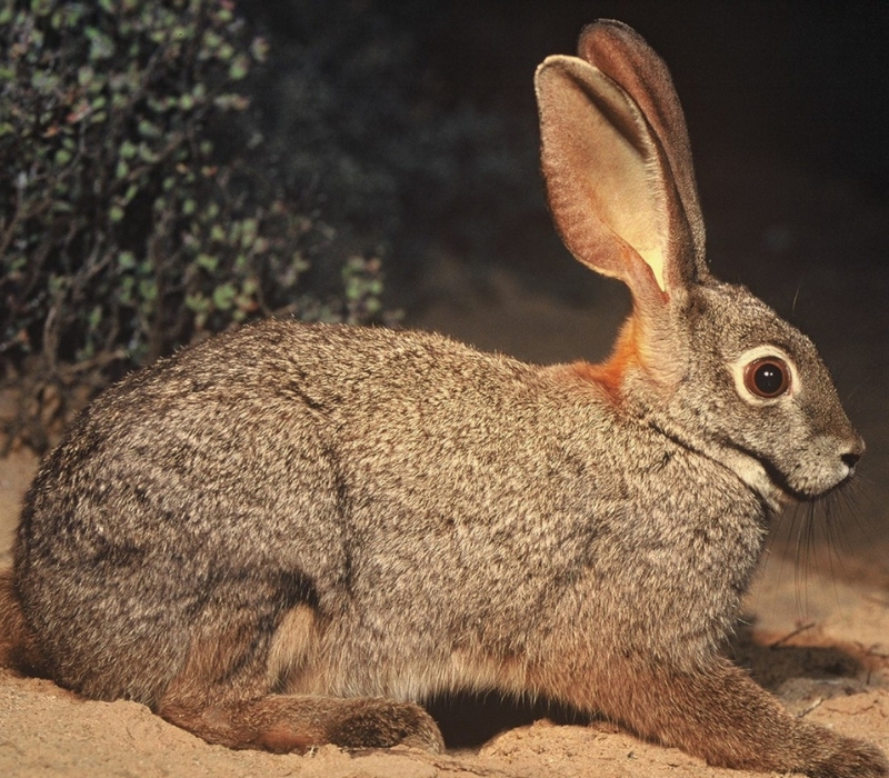 Bushveld elephant shrews Elephantulus intufi occur on Kalahari sands