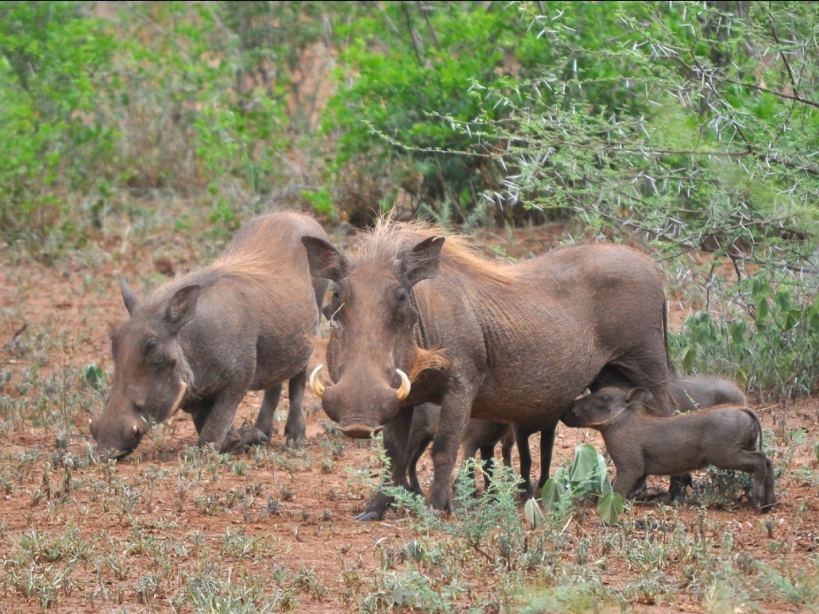 Bushveld elephant shrews Elephantulus intufi occur on Kalahari sands