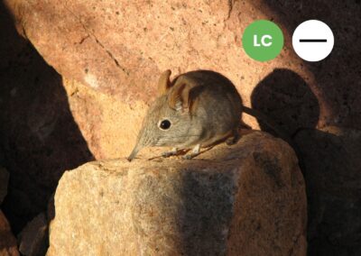 Protected: Western Rock Sengi
