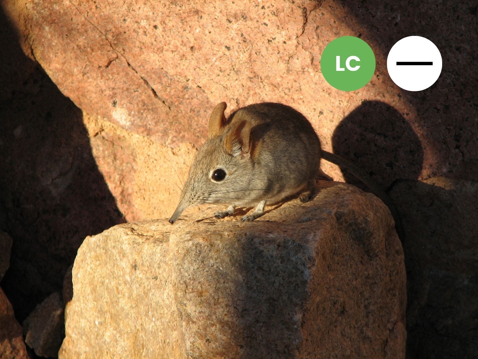 Protected: Western Rock Sengi