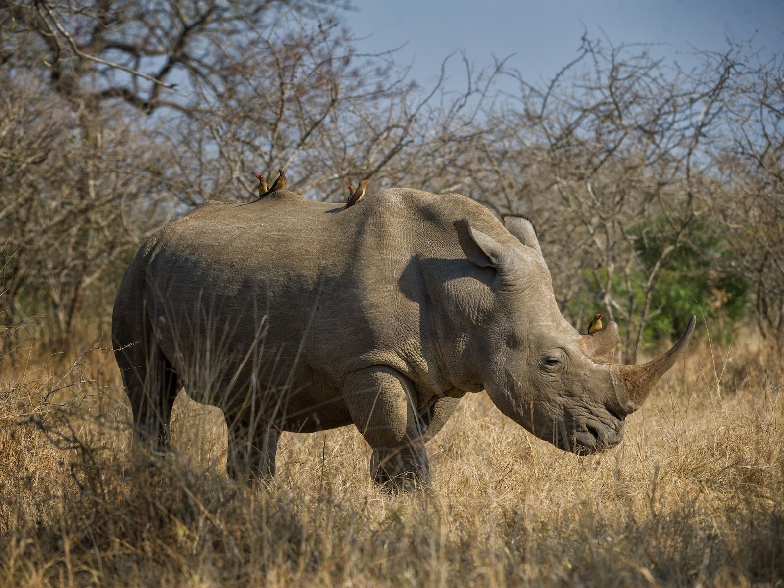 Bushveld elephant shrews Elephantulus intufi occur on Kalahari sands