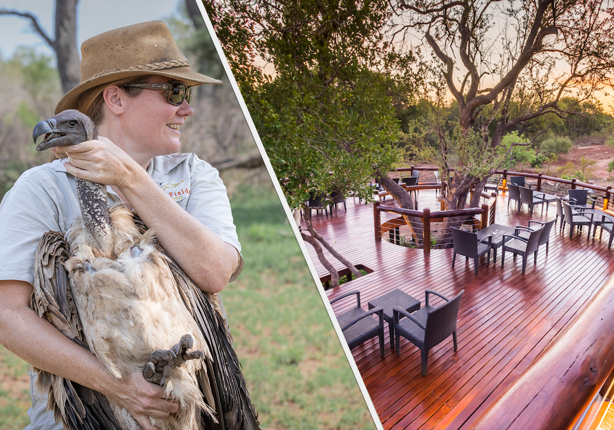 Collage of conservation fieldwork and travel moments