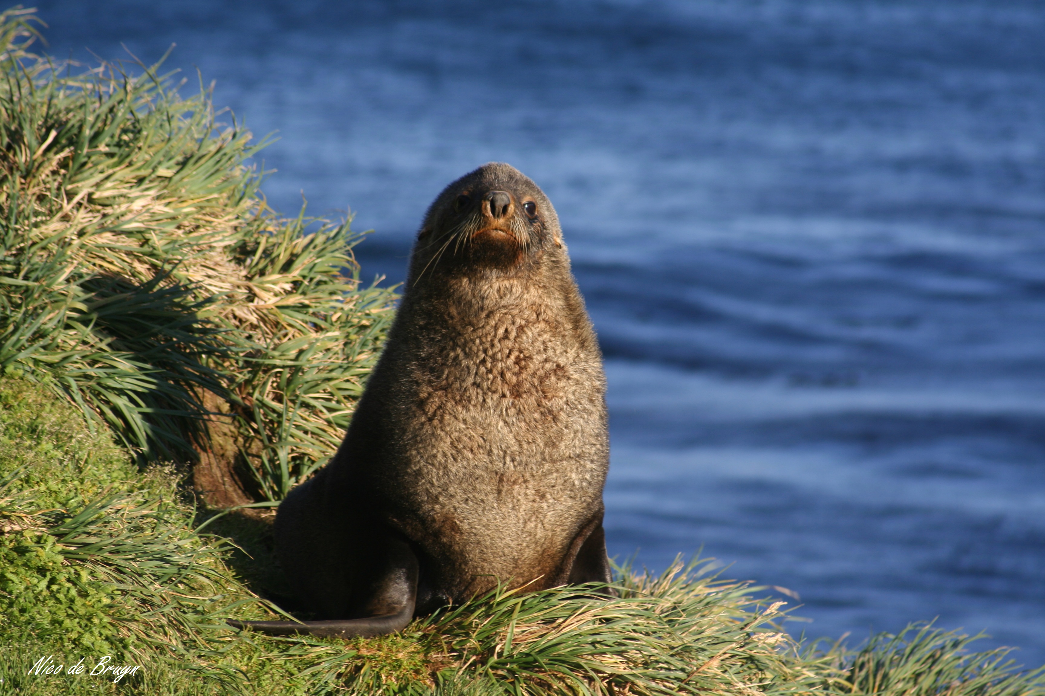 Bushveld elephant shrews Elephantulus intufi occur on Kalahari sands