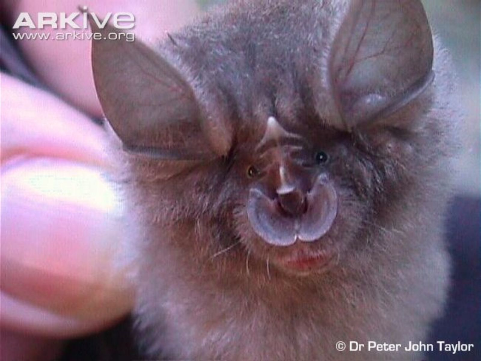Bushveld elephant shrews Elephantulus intufi occur on Kalahari sands