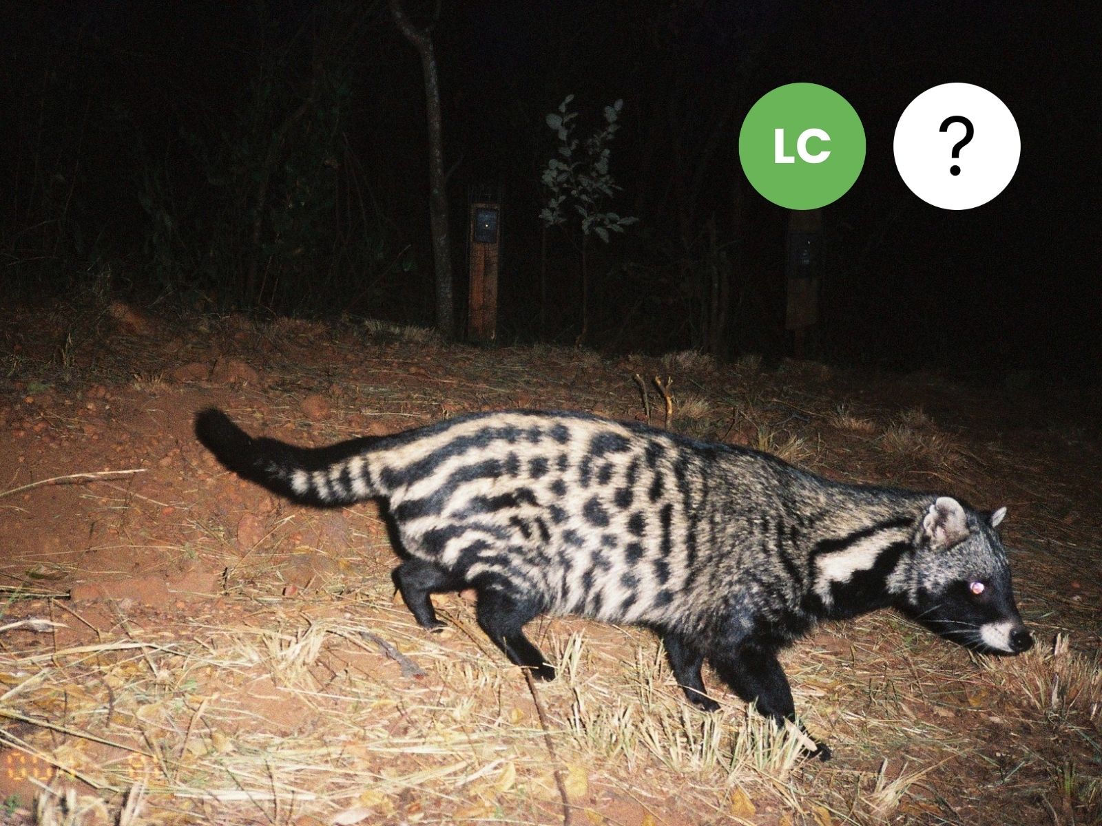 African Civet
