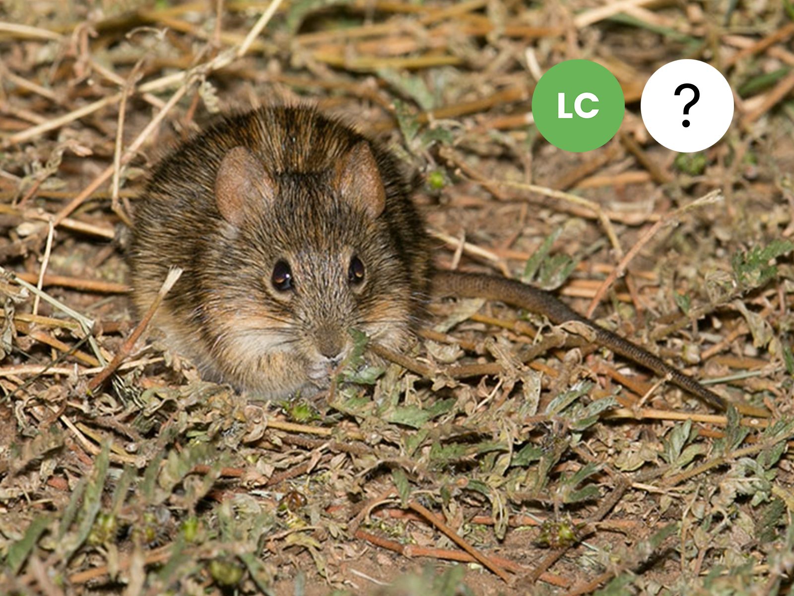 African Four-striped Grass Rat