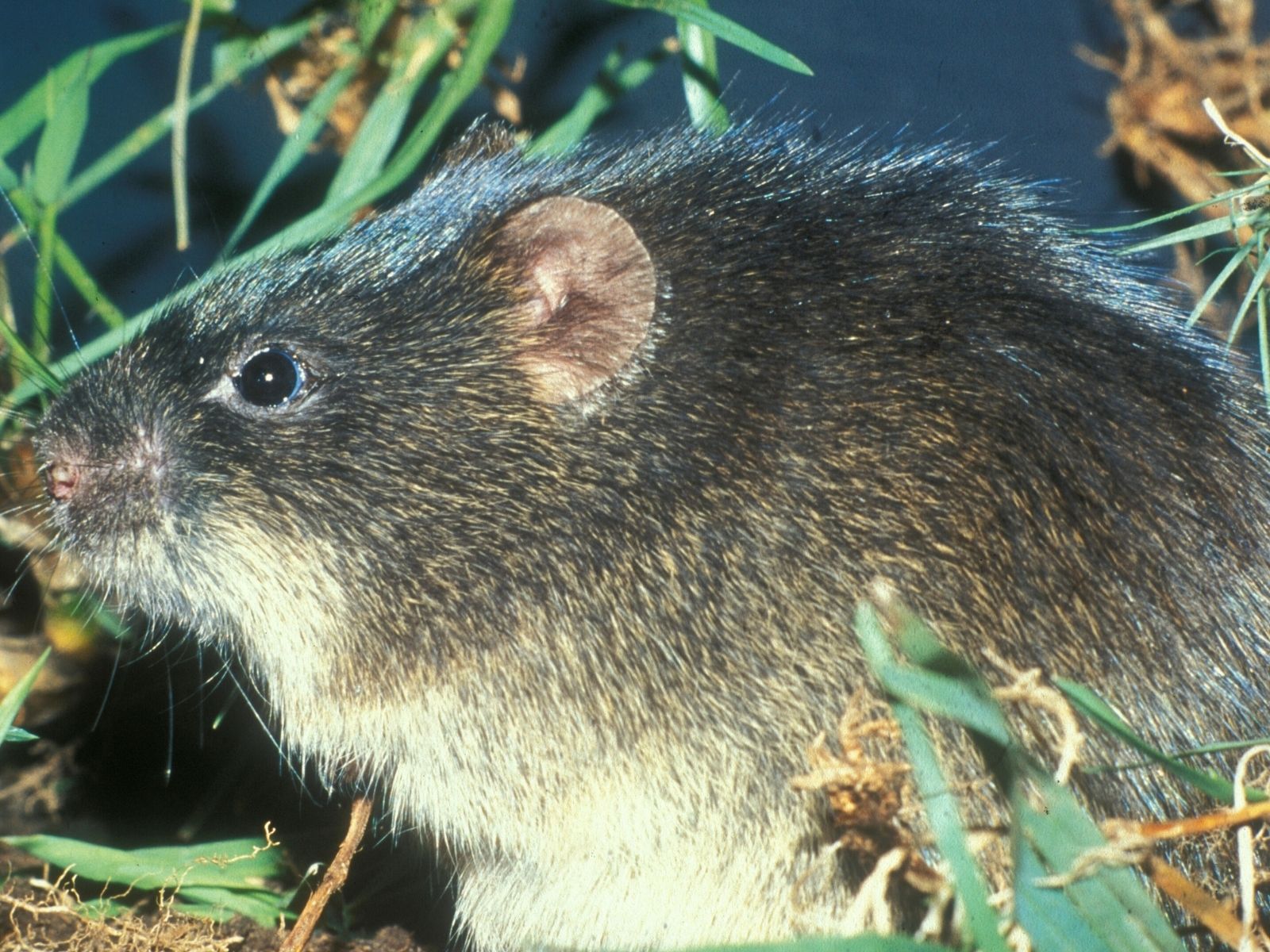 Bushveld elephant shrews Elephantulus intufi occur on Kalahari sands