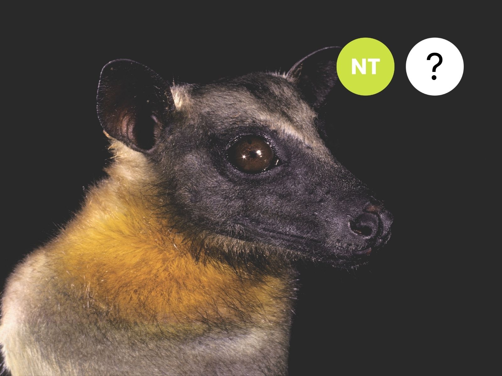 African Straw-colored Fruit Bat