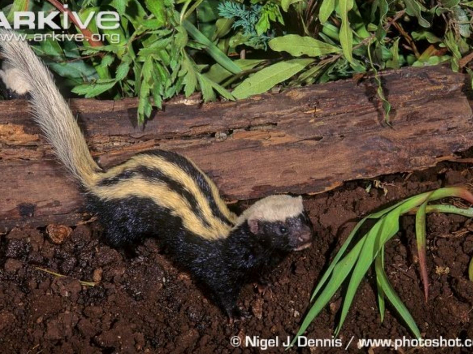 Bushveld elephant shrews Elephantulus intufi occur on Kalahari sands
