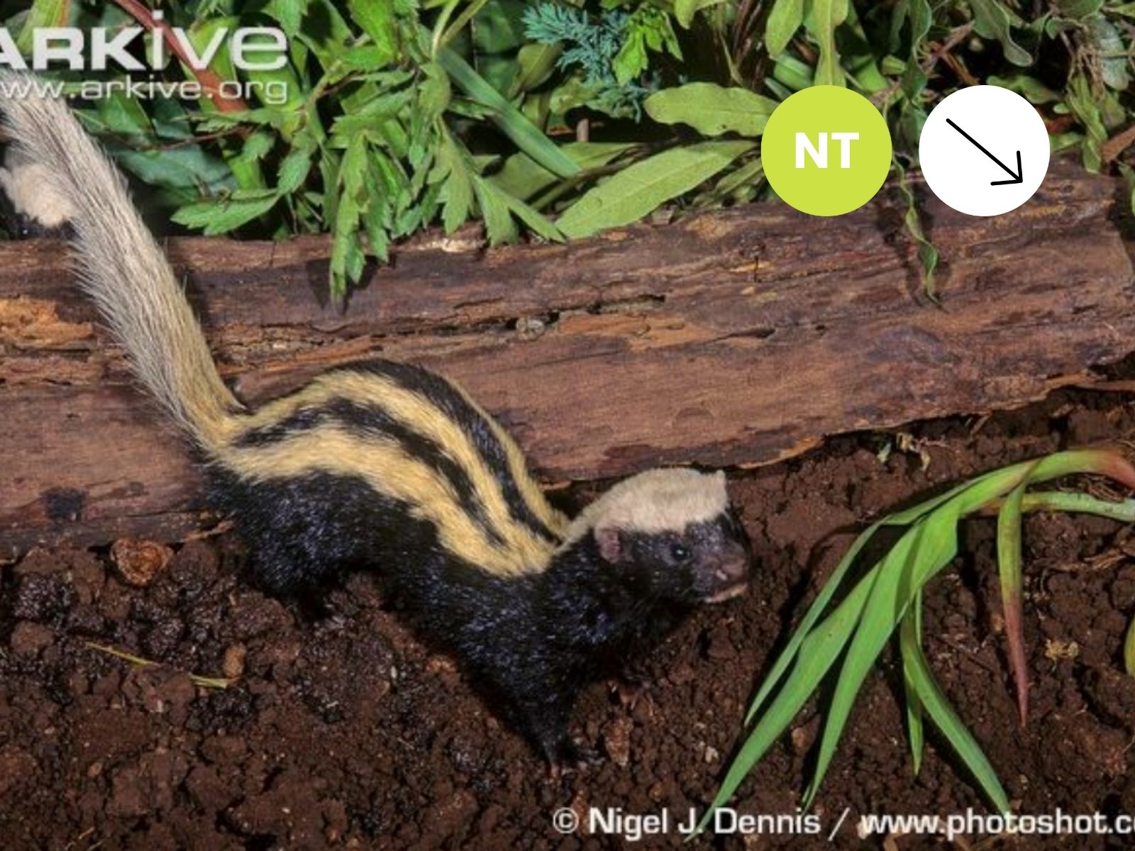 African Striped Weasel