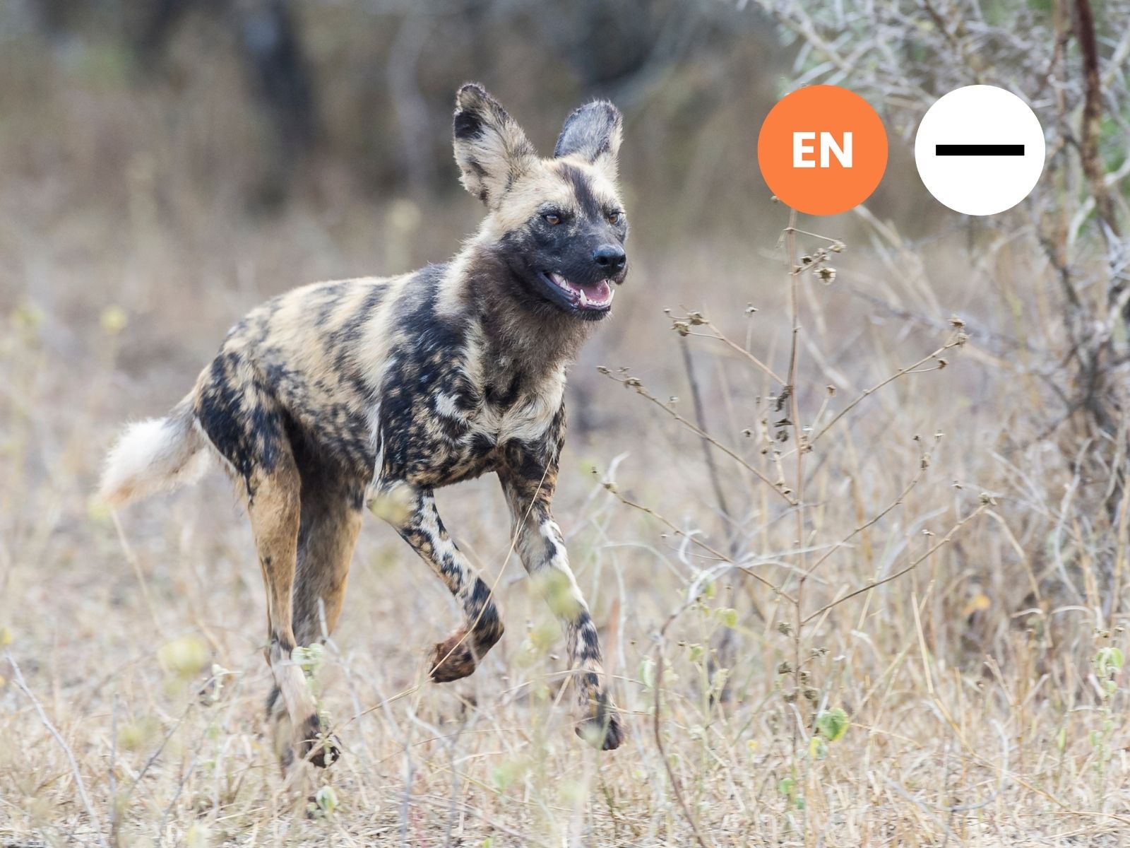 African Wild Dog