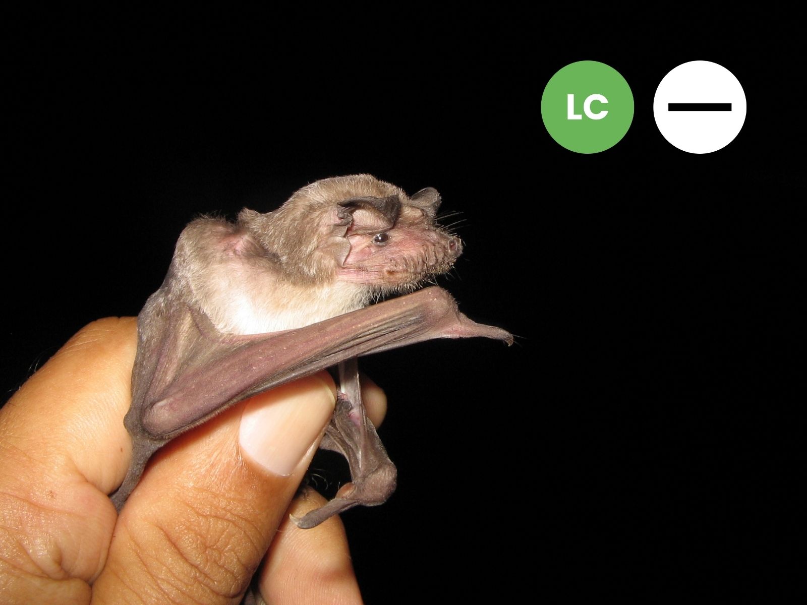 Angolan Free-tailed Bat