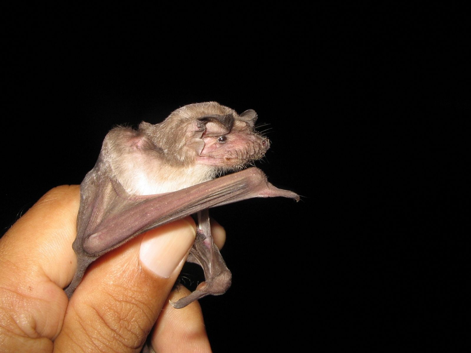 Bushveld elephant shrews Elephantulus intufi occur on Kalahari sands