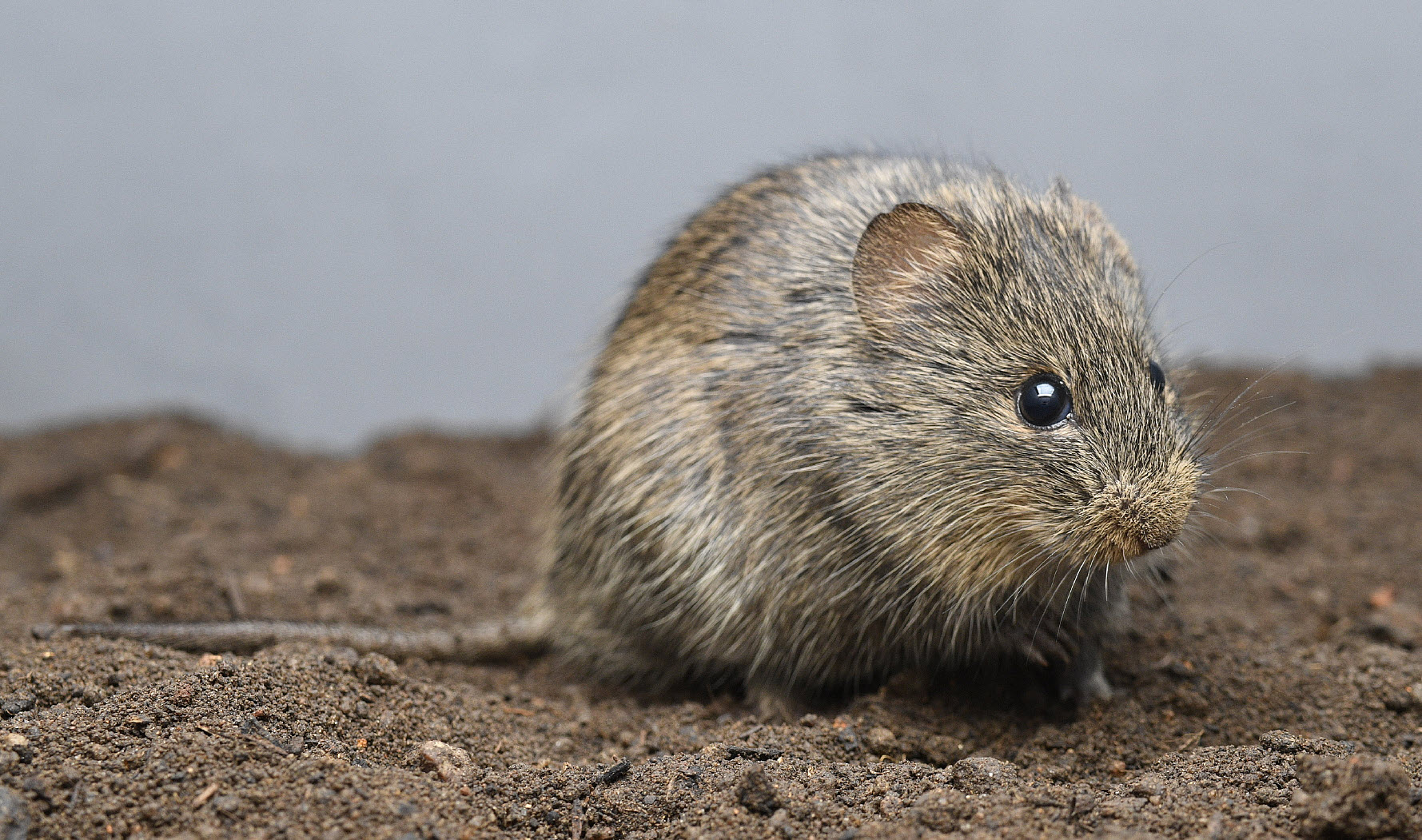 Bushveld elephant shrews Elephantulus intufi occur on Kalahari sands