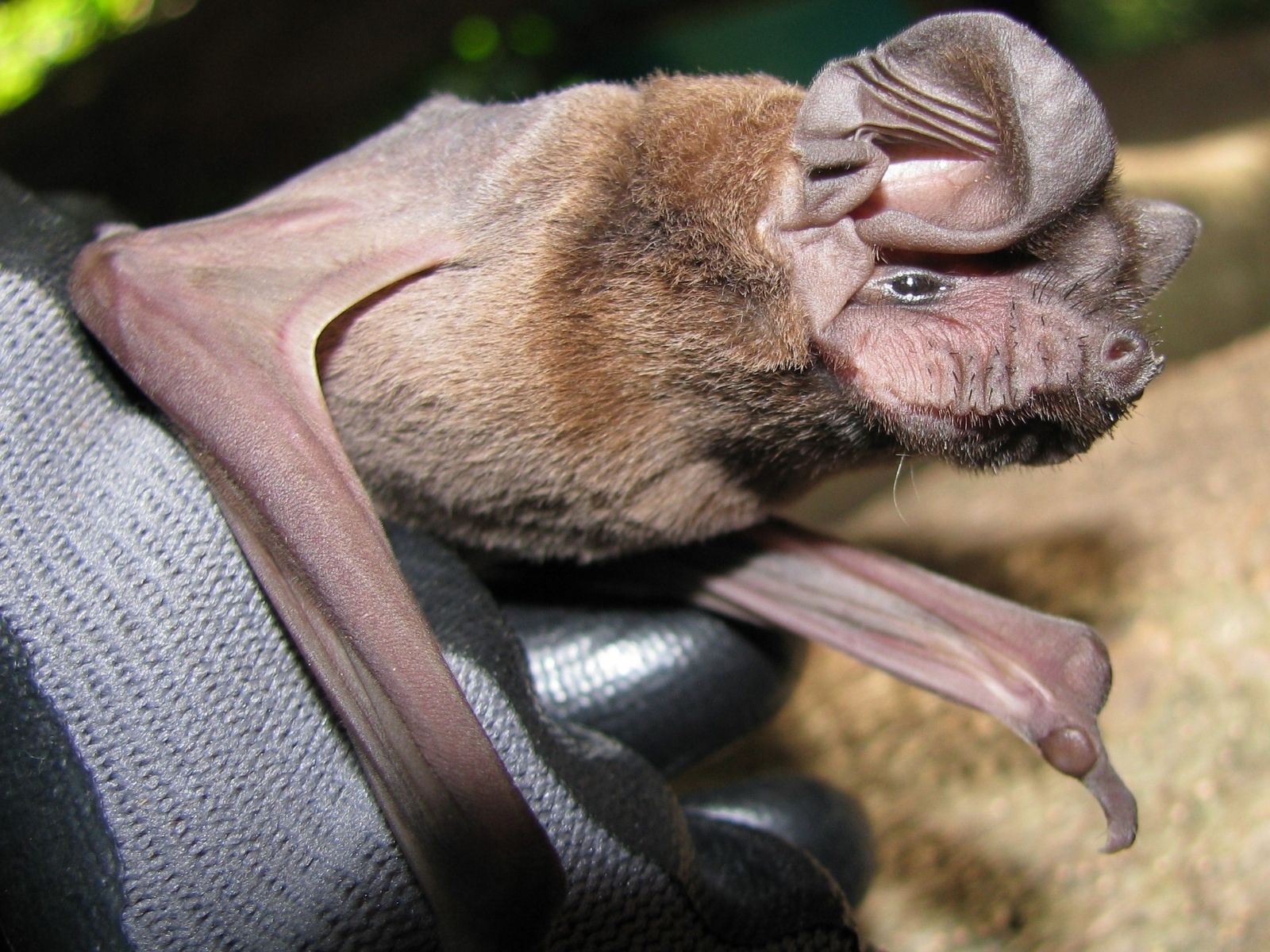 Bushveld elephant shrews Elephantulus intufi occur on Kalahari sands