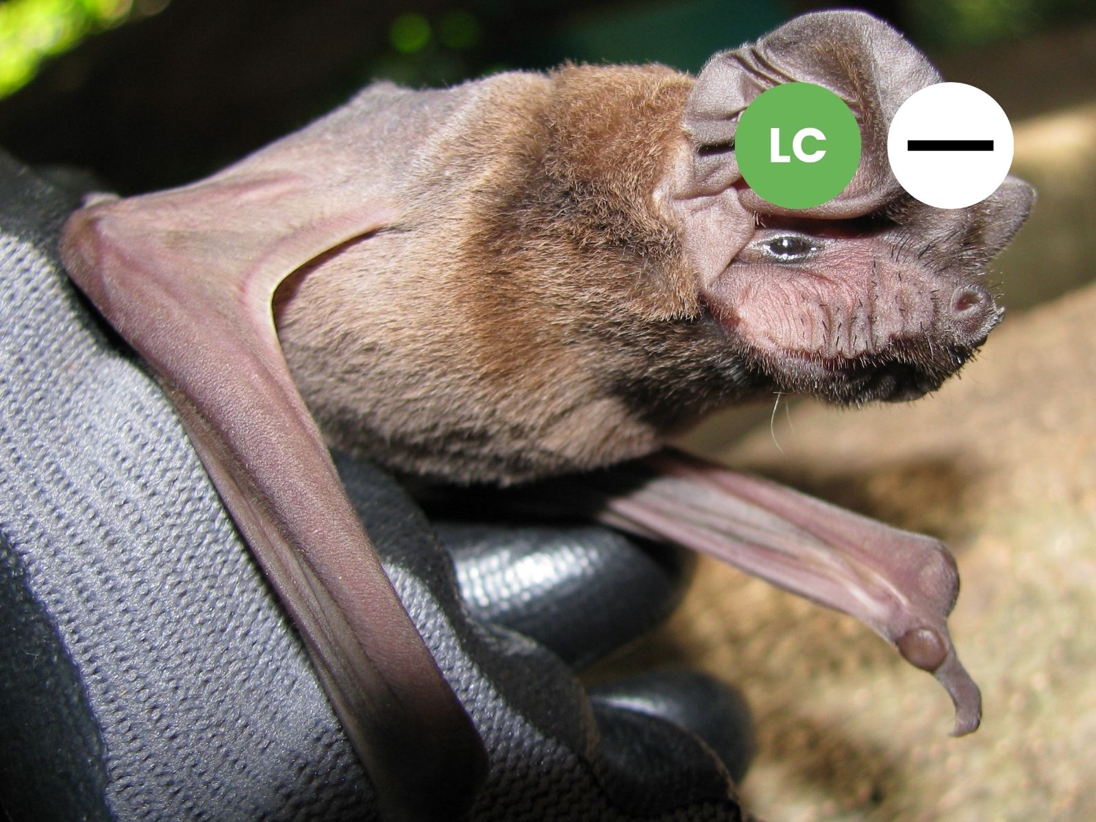 Ansorge’s Free-tailed Bat