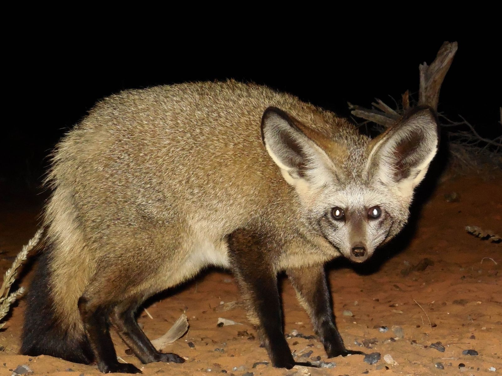Bushveld elephant shrews Elephantulus intufi occur on Kalahari sands