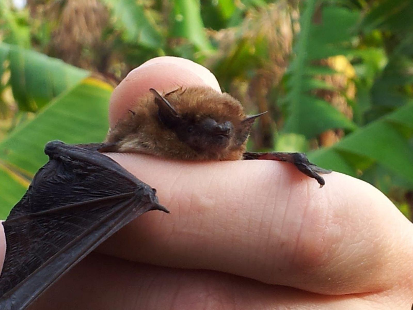 Bushveld elephant shrews Elephantulus intufi occur on Kalahari sands