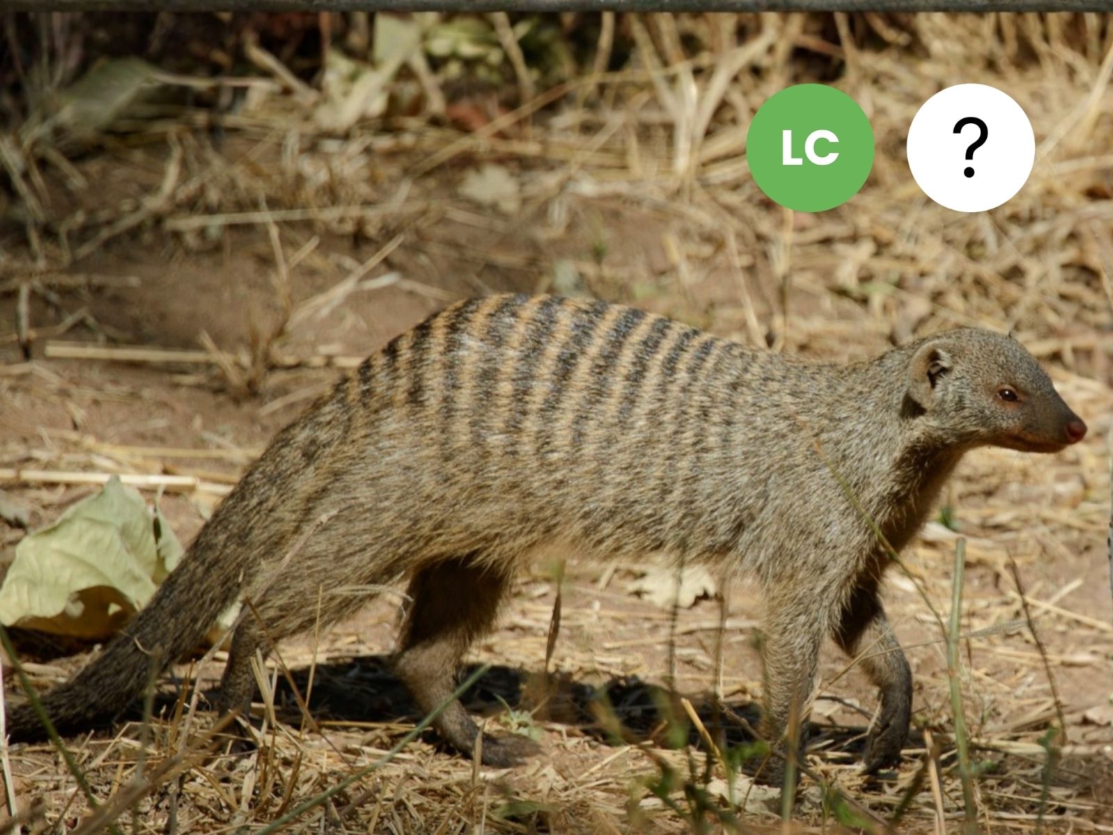 Banded Mongoose