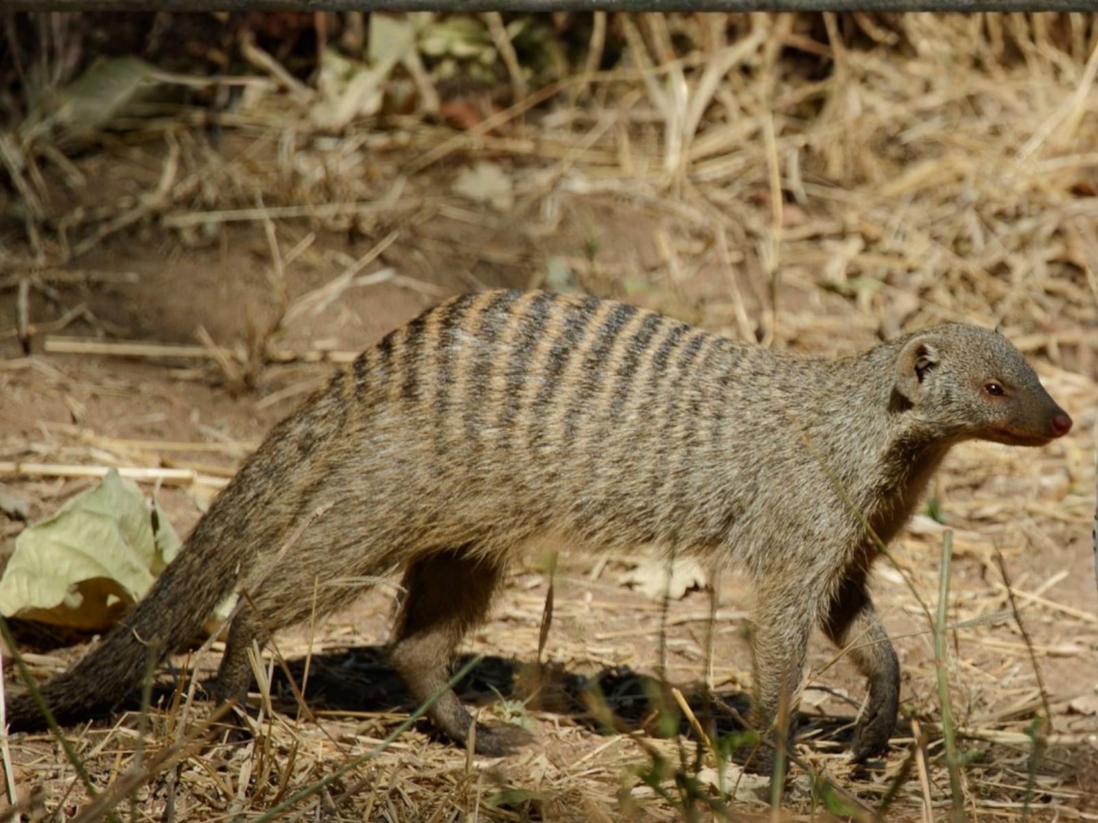 Bushveld elephant shrews Elephantulus intufi occur on Kalahari sands