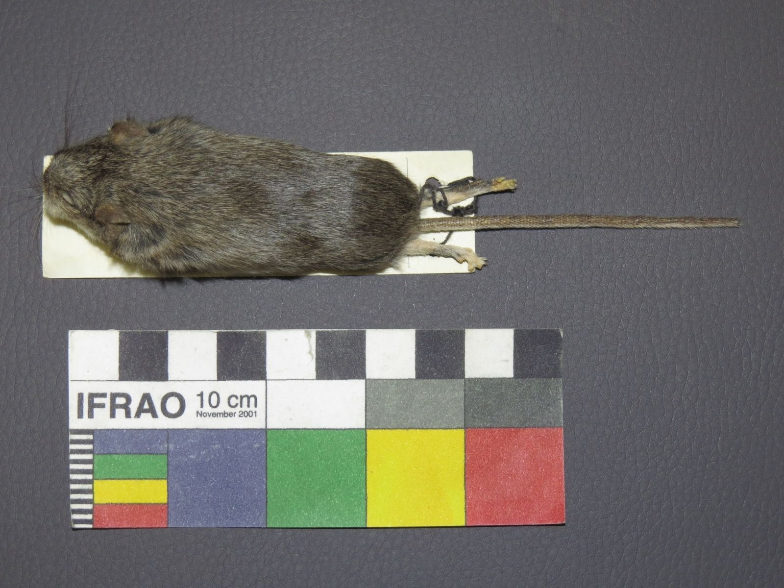 Bushveld elephant shrews Elephantulus intufi occur on Kalahari sands