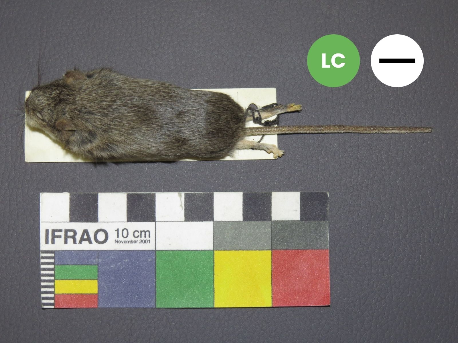 Barbour’s Rock Mouse