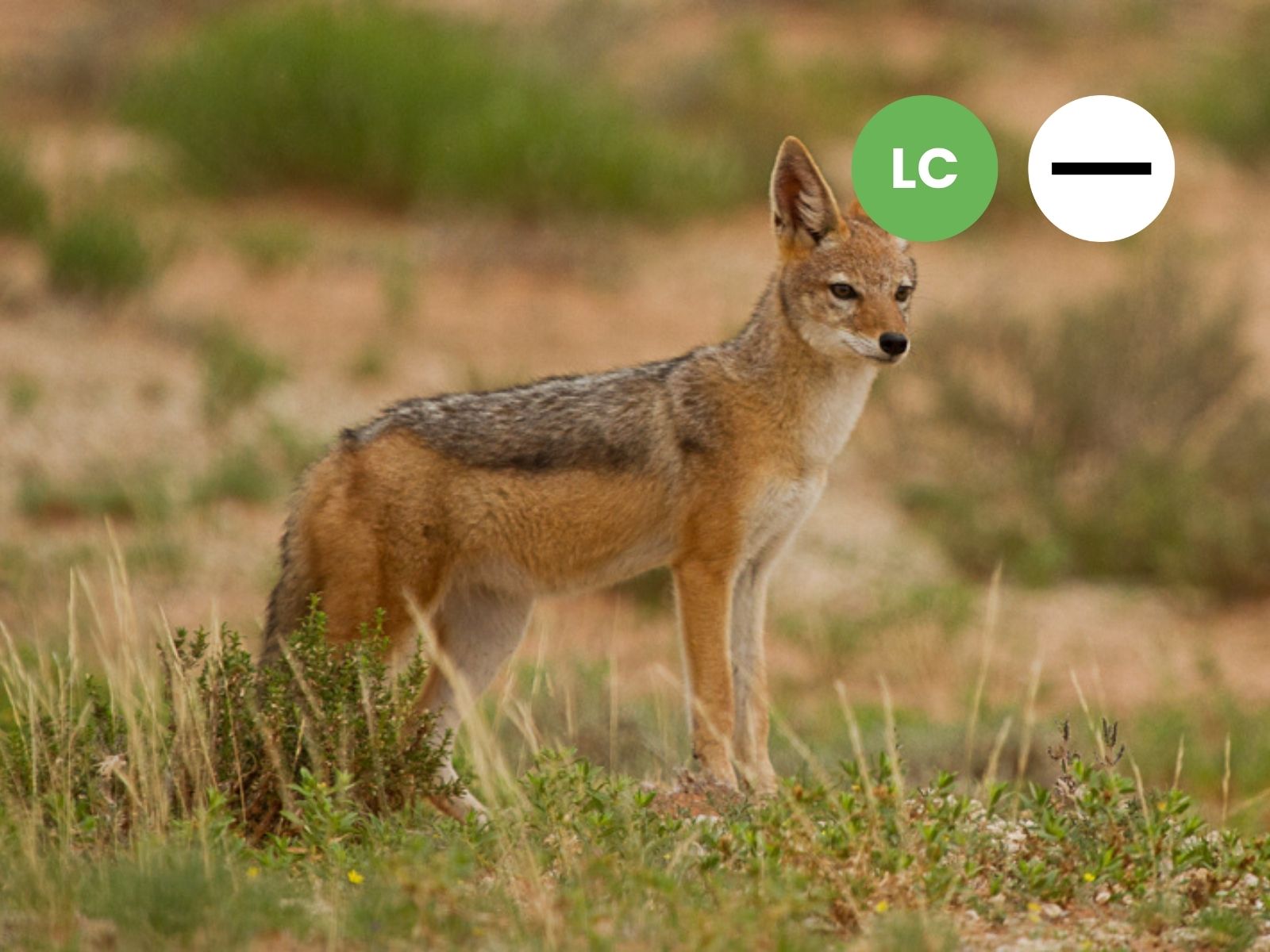 Black-backed Jackal