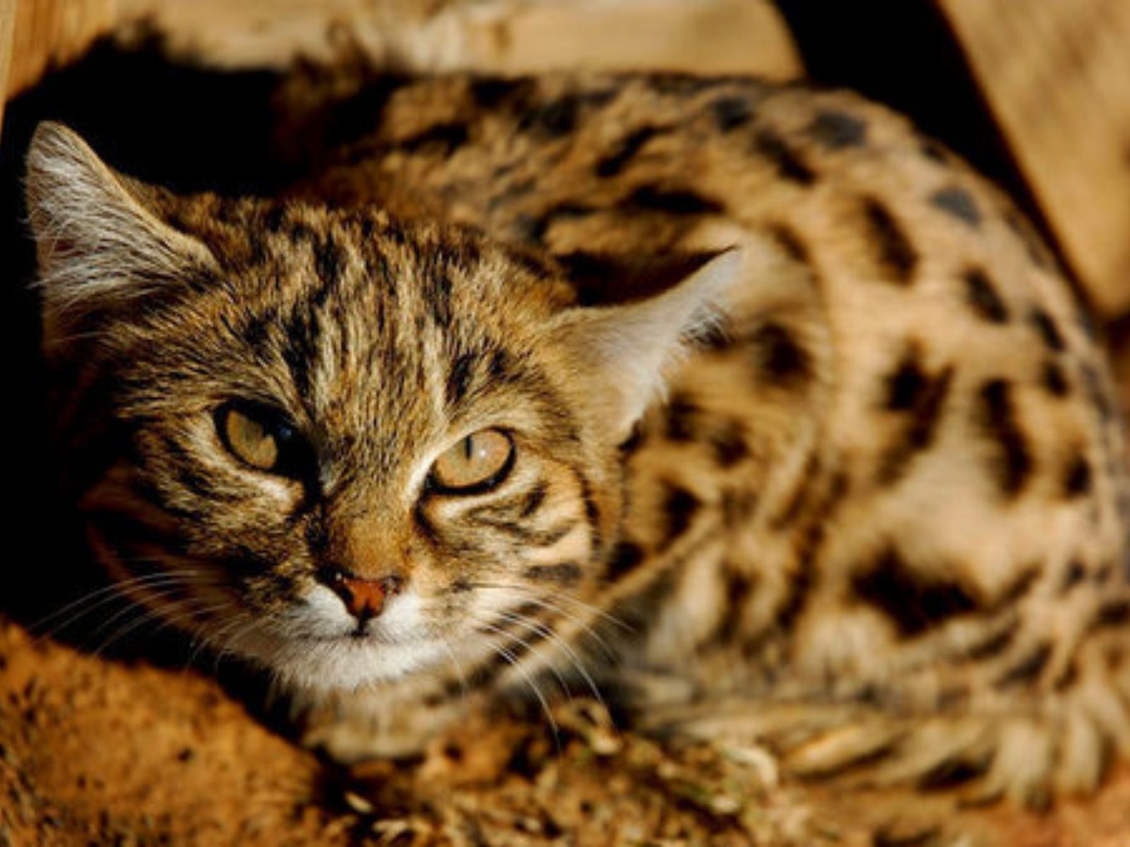 Bushveld elephant shrews Elephantulus intufi occur on Kalahari sands