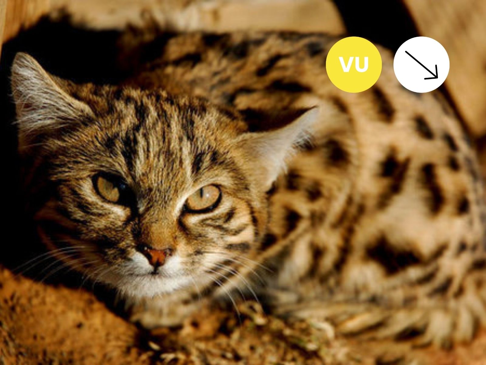Black-footed Cat