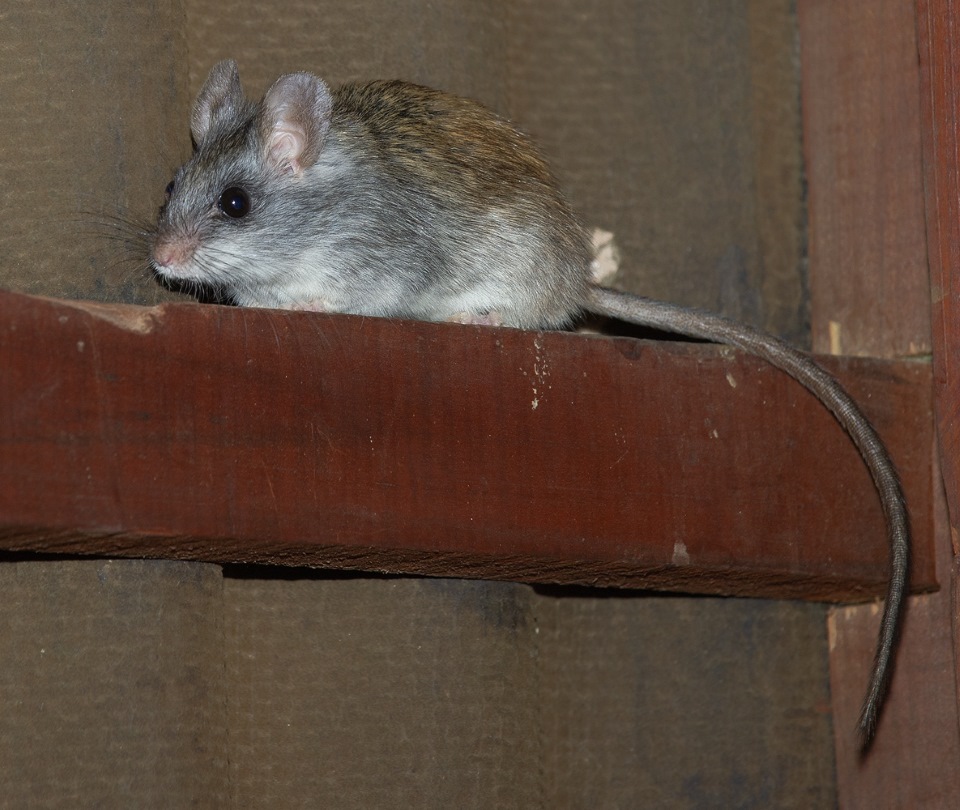 Bushveld elephant shrews Elephantulus intufi occur on Kalahari sands