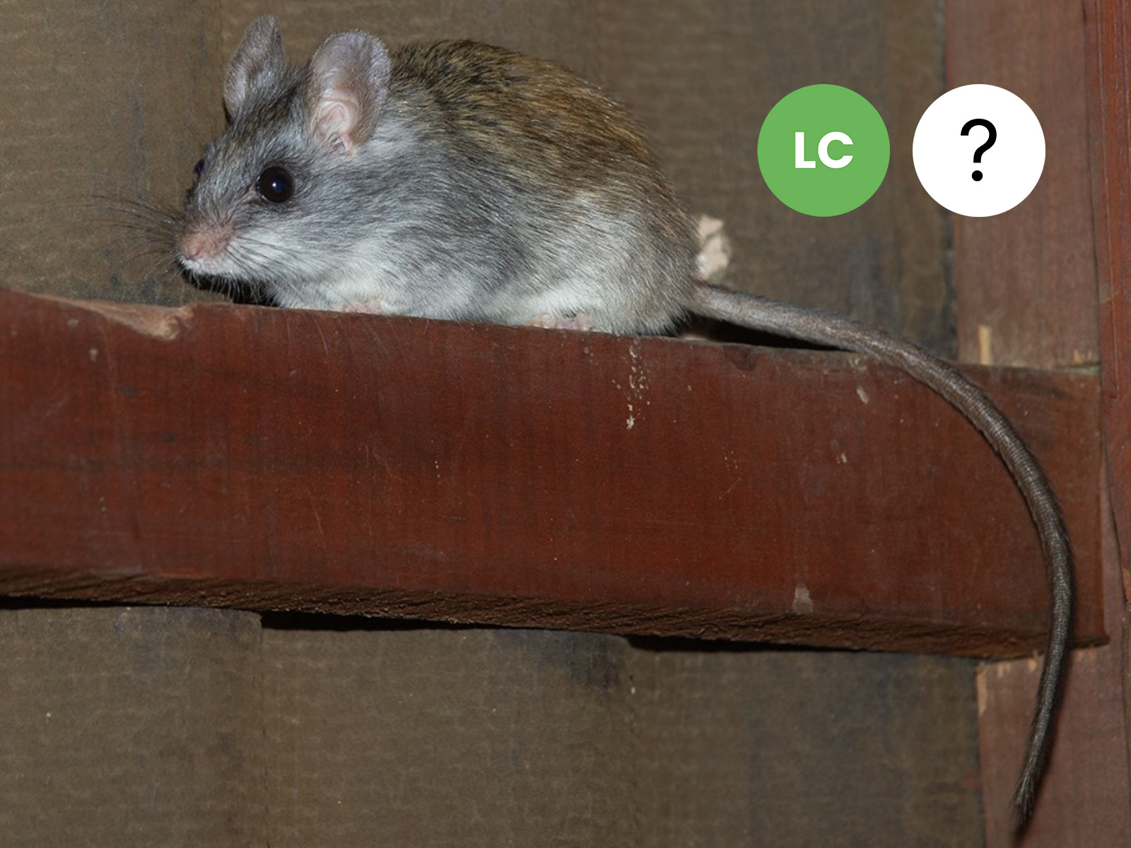 Black-tailed Tree Rat