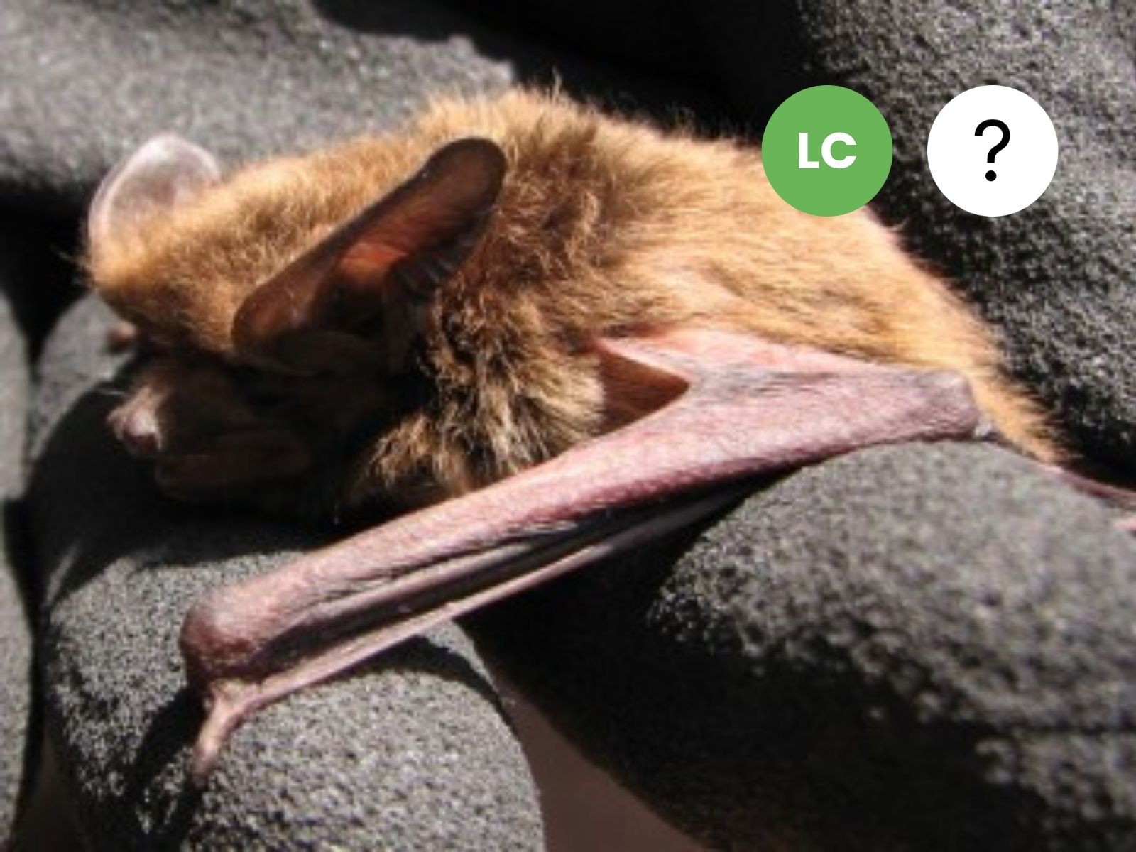 Laephotis cf. botswanae