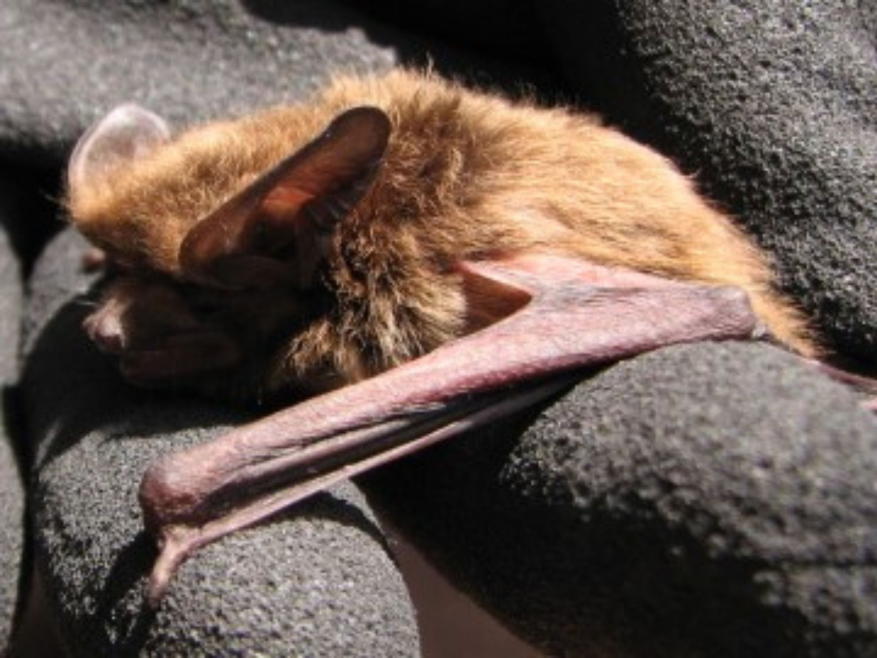 Bushveld elephant shrews Elephantulus intufi occur on Kalahari sands