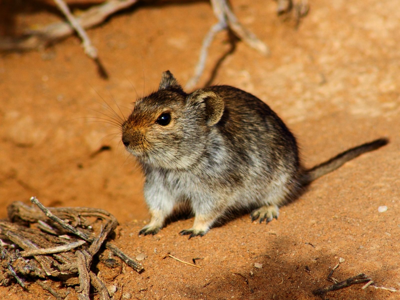 Bushveld elephant shrews Elephantulus intufi occur on Kalahari sands