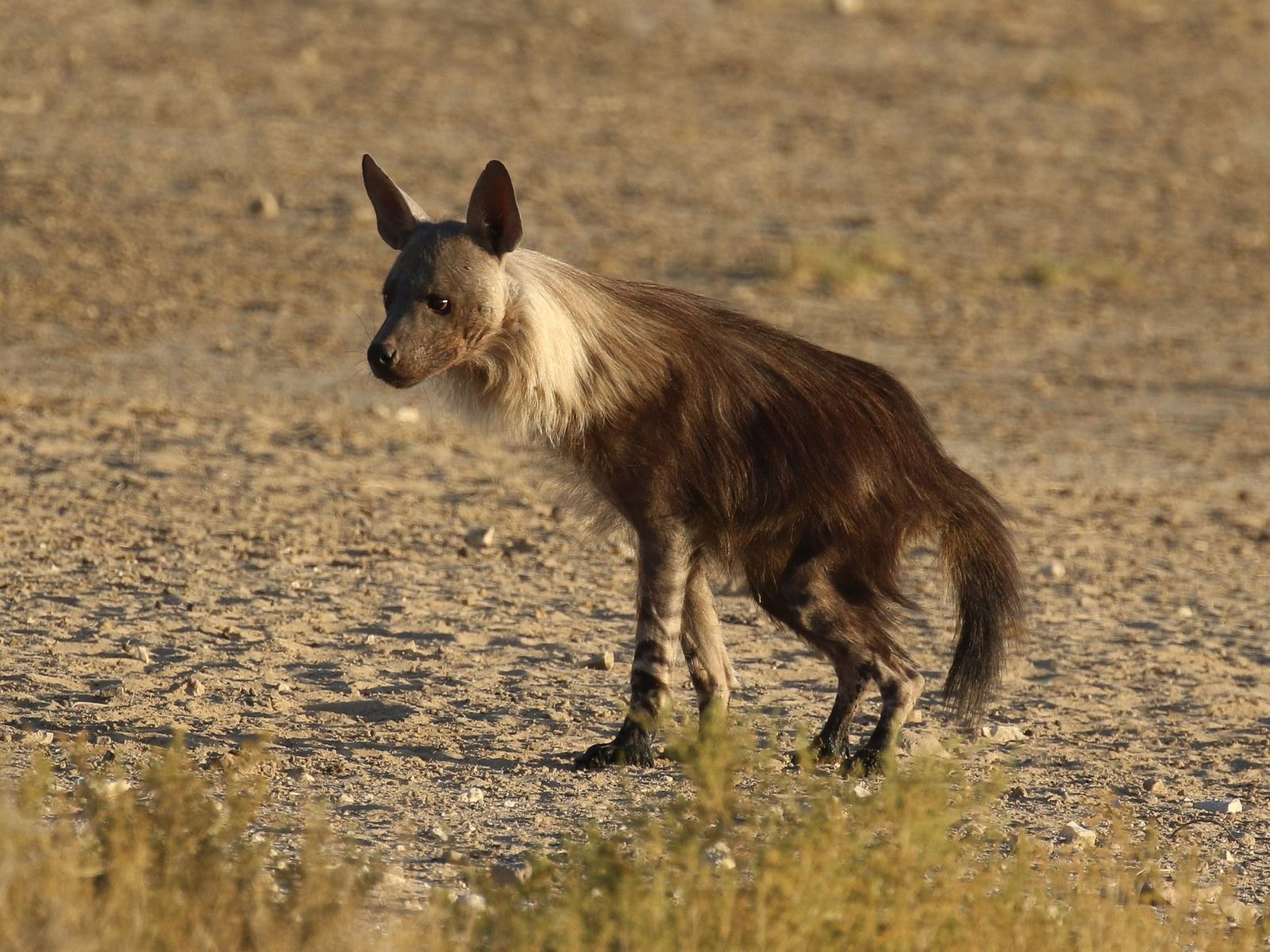 Bushveld elephant shrews Elephantulus intufi occur on Kalahari sands