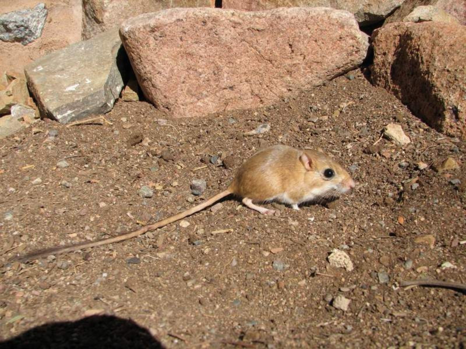 Bushveld elephant shrews Elephantulus intufi occur on Kalahari sands