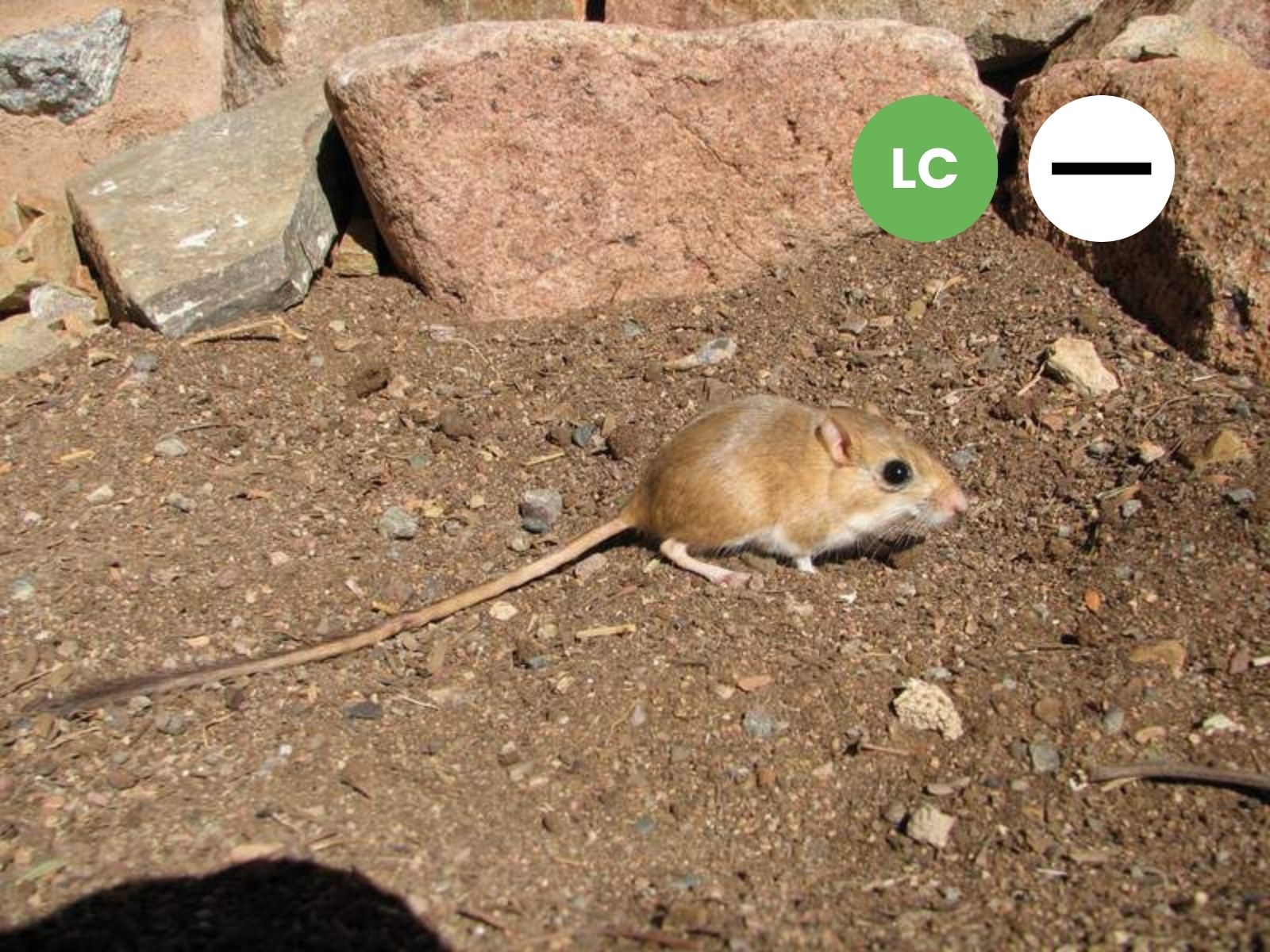 Brush-tailed Hairy-footed Gerbil