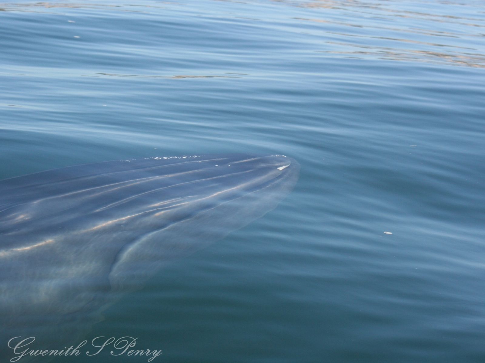 Bushveld elephant shrews Elephantulus intufi occur on Kalahari sands