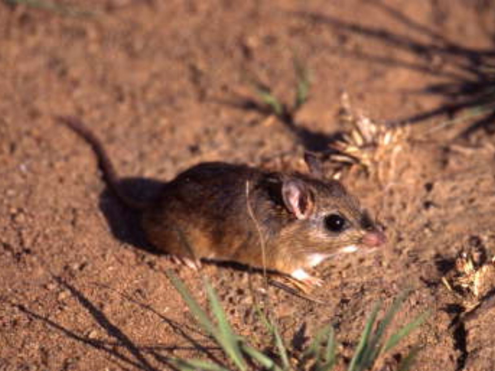 Bushveld elephant shrews Elephantulus intufi occur on Kalahari sands