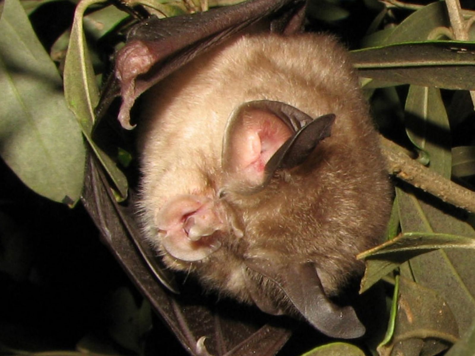 Bushveld elephant shrews Elephantulus intufi occur on Kalahari sands