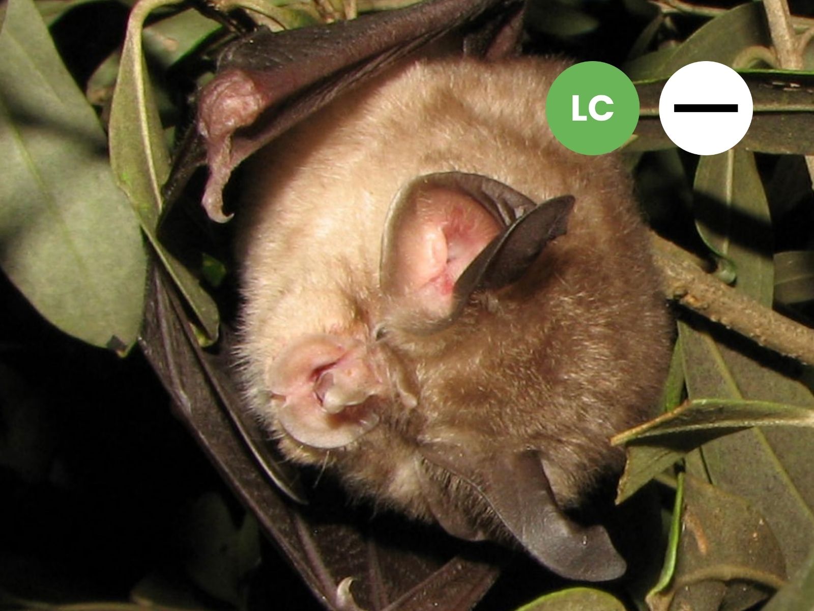 Bushveld Horseshoe Bat