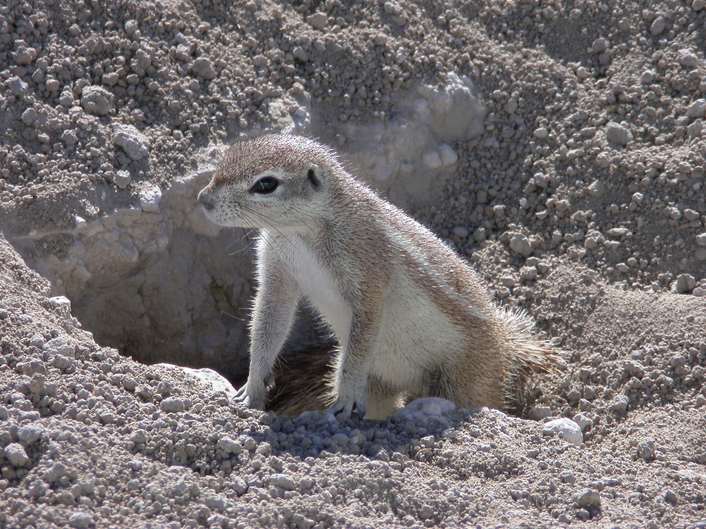 Bushveld elephant shrews Elephantulus intufi occur on Kalahari sands