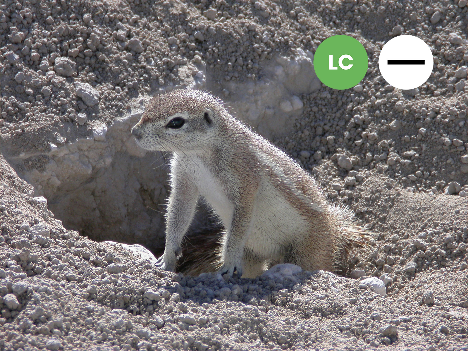 Cape Ground Squirrel