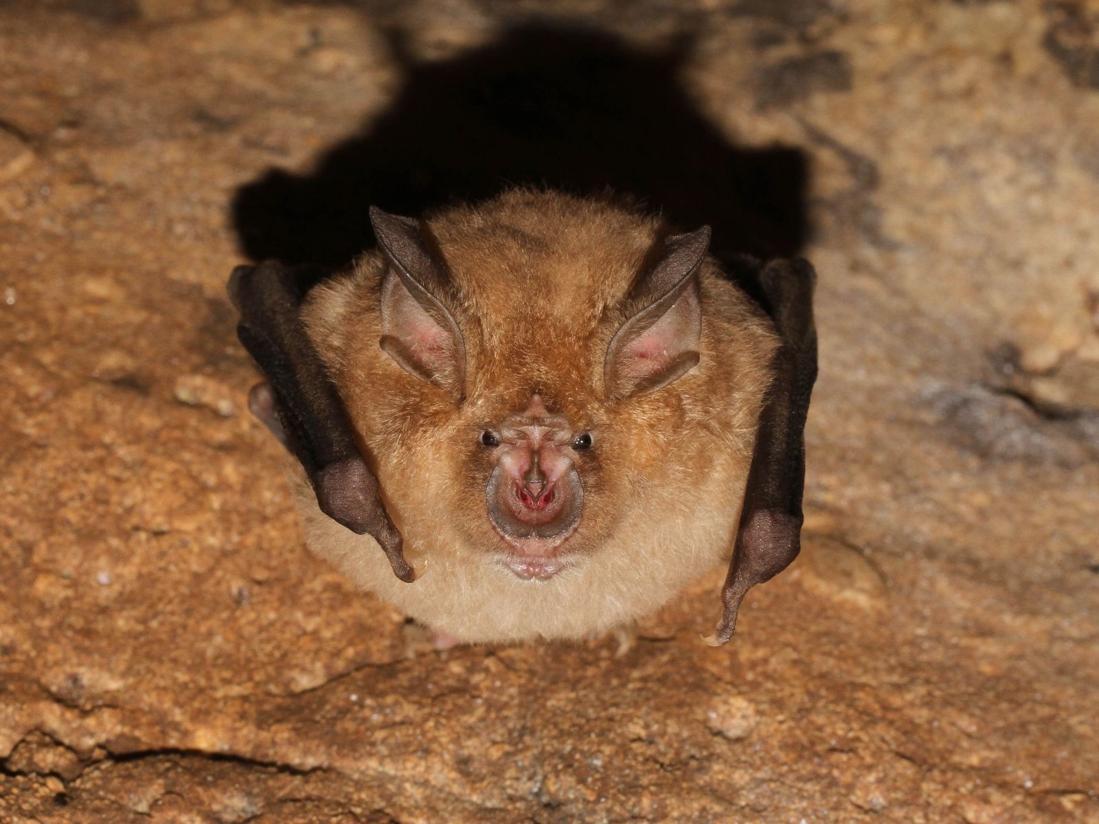 Bushveld elephant shrews Elephantulus intufi occur on Kalahari sands