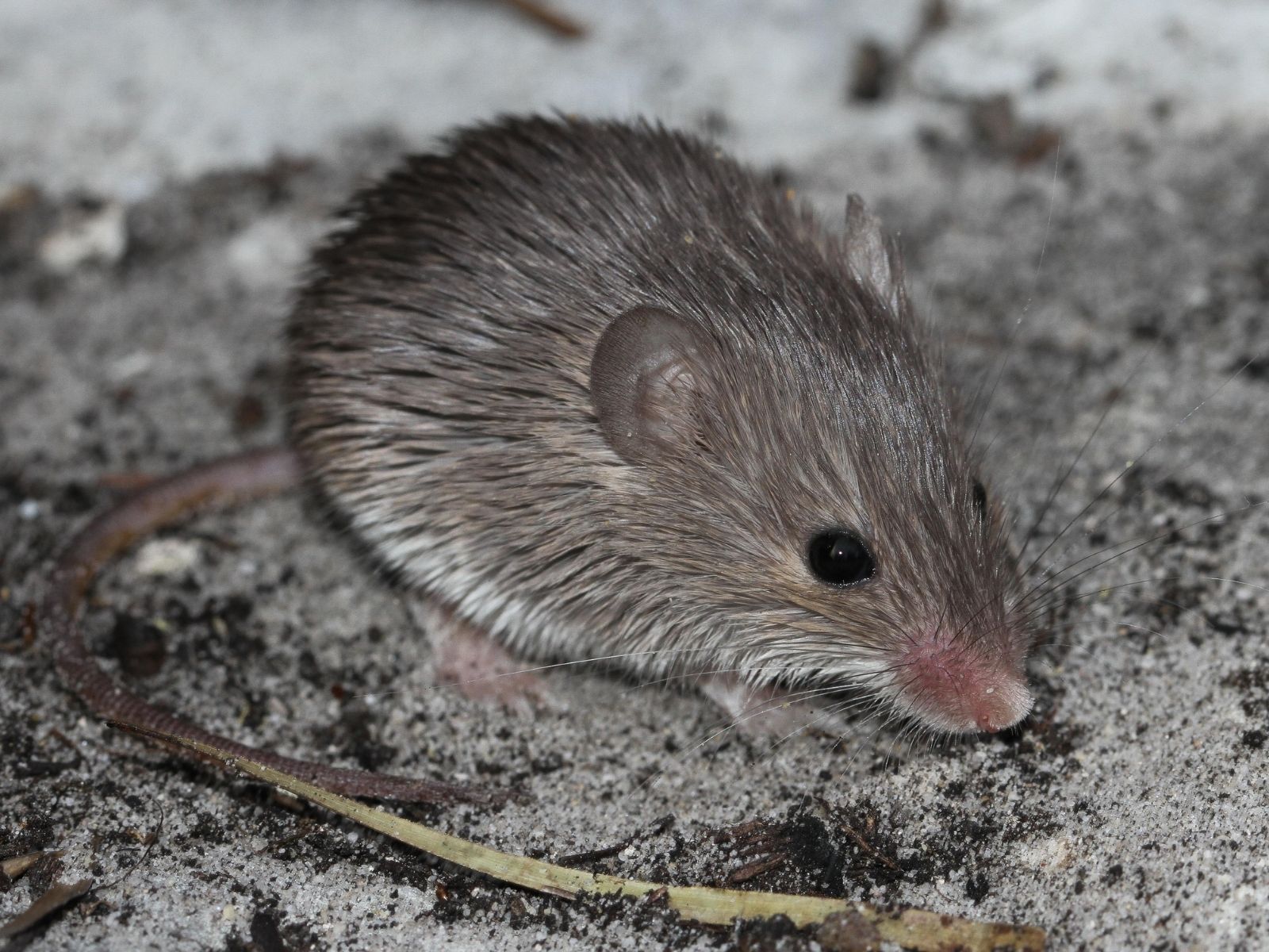 Bushveld elephant shrews Elephantulus intufi occur on Kalahari sands