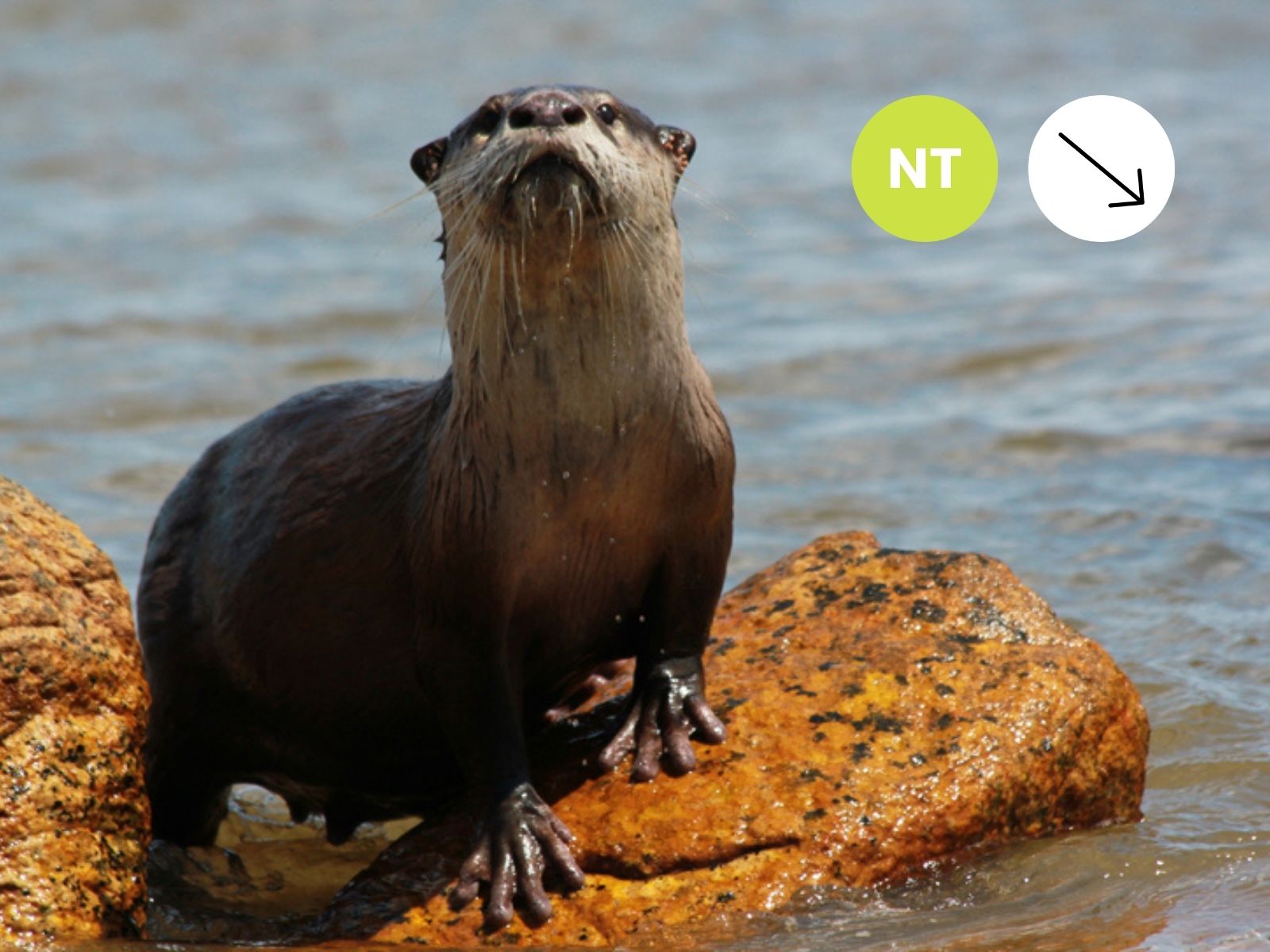 African Clawless Otter