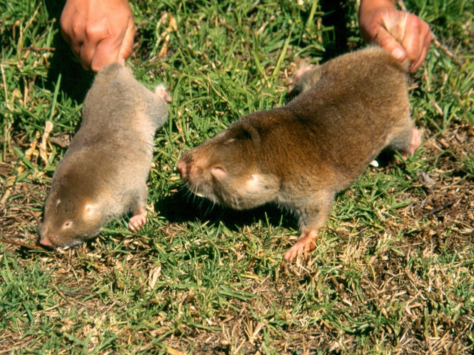 Bushveld elephant shrews Elephantulus intufi occur on Kalahari sands