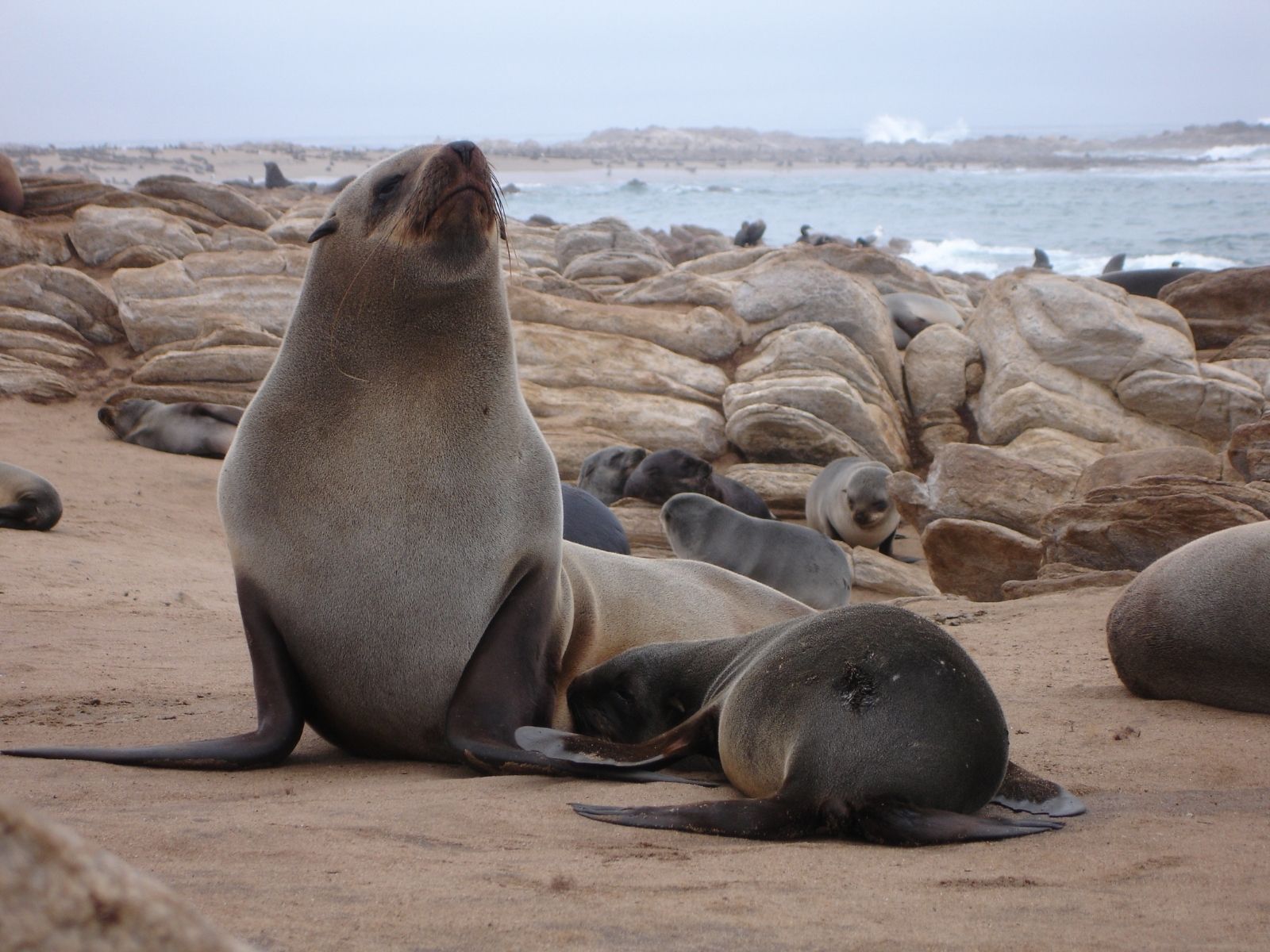 Bushveld elephant shrews Elephantulus intufi occur on Kalahari sands